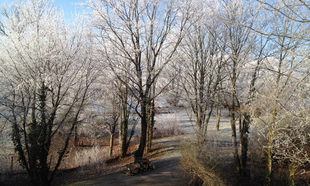 Winter in der Dübener Heide (C) VDH