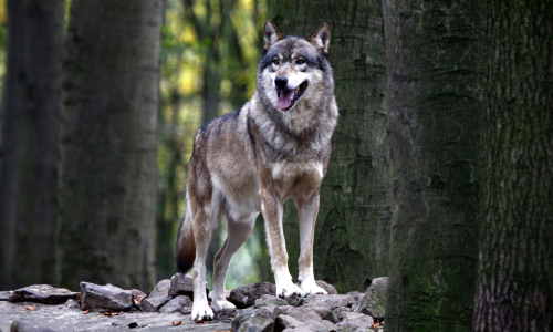Wolf 500 Wald und Wolf am Juli Heidesonntag kennenlernen