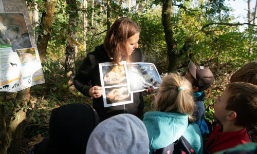 Bildungsveranstaltung zum Wolf im Naturpark Dübener Heide (C) Martin Neuhof