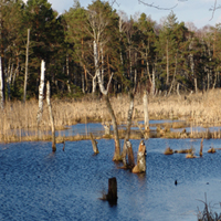 Zadlitzbruch, (C) Naturpark Dübener Heide