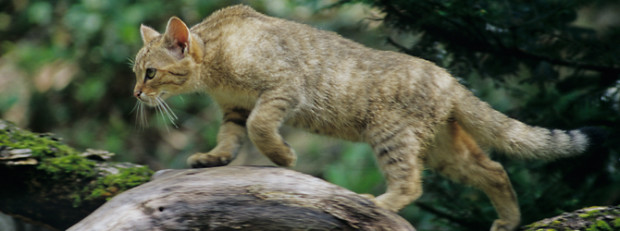 Thomas Stephan / BUND