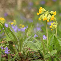 <Blütenmeere - Duftende Frühlingsboten