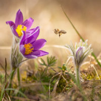 Biene im Anflug auf Küchenschelle