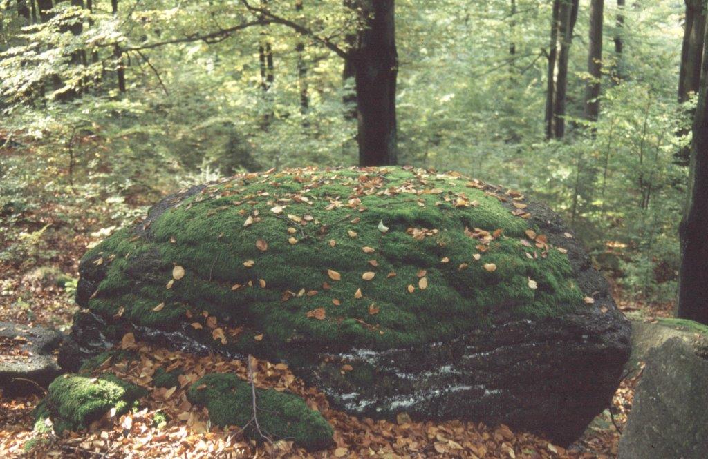 Sagenhafte Kräuterwanderung zum Hengstberg Naturpark Fichtelgebirge
