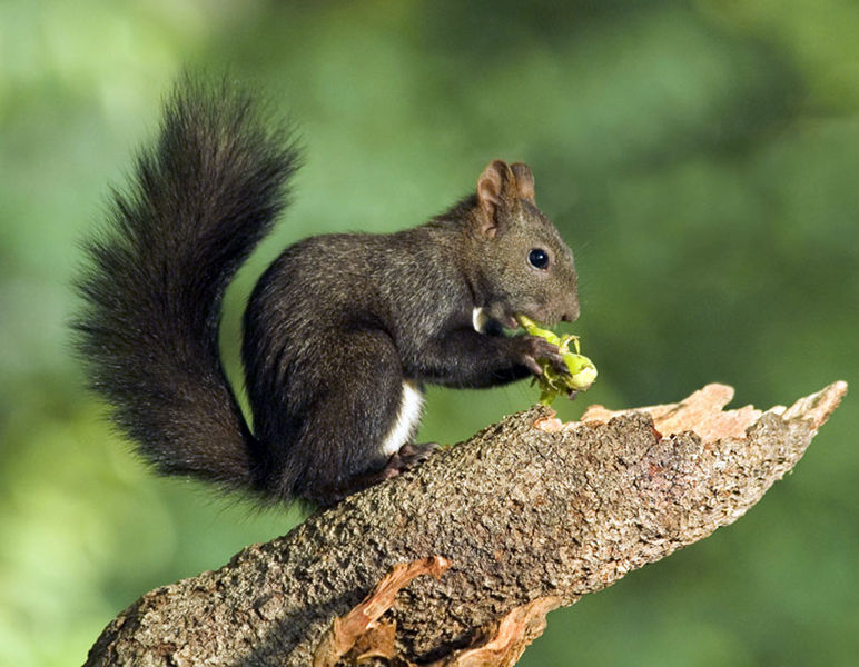 Dienstag, 01.09.: Wir bauen ein Restaurant für Eichhörnchen - Naturpark