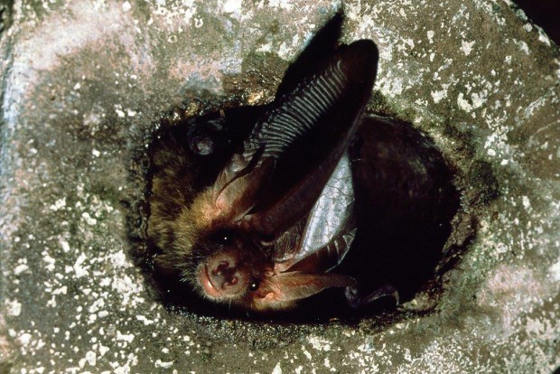 Fledermaus Dias Spath 0361 620x414 Fr, 08.09., 19 21 Uhr: Flugakrobaten in der Nacht – Die geheimnisvolle Welt der Fledermäuse
