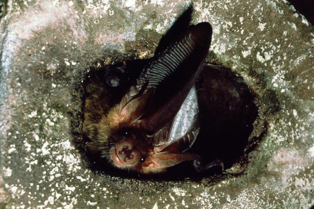 Fledermaus Dias Spath 036