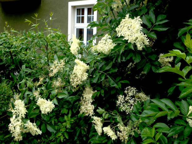 Holunder Sambucus nigra a Go (1)