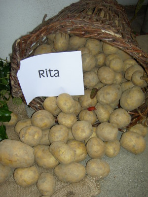 Kartoffelausstellung Großschloppen 2007 (5)