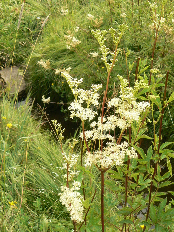 Mädesüß Feuchtbrache Breitenbrunn froheu 7 08 Sommerkräuter (Pflanze des Monats)