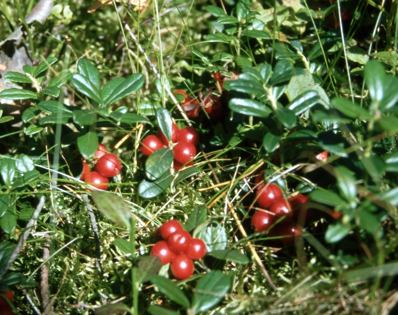 Fr, 12.08., 16-18 Uhr: Wildbeeren – lecker und heilsam (Pflanze des ...