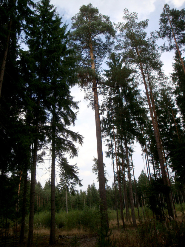 Selber Höhenkiefer Häuselloh 2012 go 620x827 Freitag, 18.09., 19 Uhr: Die vergessenen Partner – Bäume und ihre Symbiose mit Pilzen