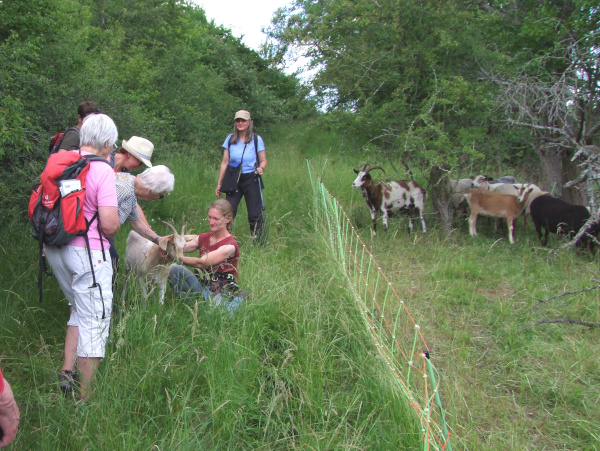 Besuch bei der Schäferin Frau Diermayer c Christian Bringmann Artenvielfalt durch Schaf  und Ziegenbeweidung