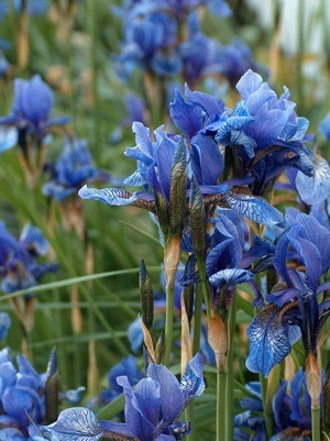 Blaue Iris(c) Pixabay.com