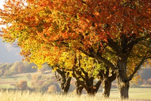 Herbstliche Kirschbäume (c) Andrea Imhäuser