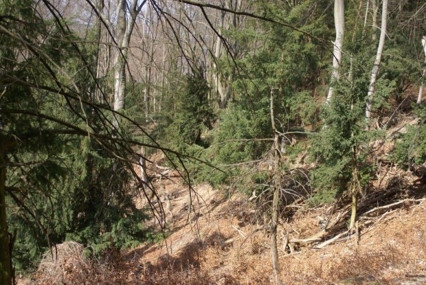 Im Eibenwald (c) A. Imhäuser