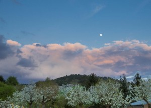 Kirschblüte mit Mond(c)Markus Balkow