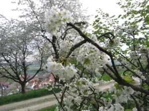 Kirschblüten über Wendershausen (c) Egon Apel