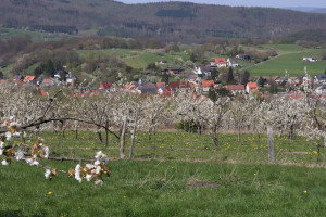 Blick vom P25 zur Kirschblütezeit (c) Hartmut Neugebauer