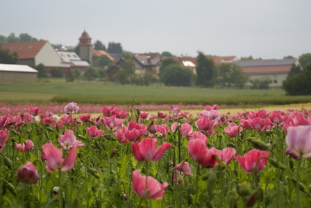 Mohnfelder Grandenborn mit Dorf im Hintergrund2 c Andrea Imhäuser Mohnblüte im Frau Holle Land
