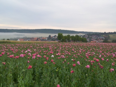 Nebel über Grandenborner MohnblütecWerner Mest Nebel über Grandenborner MohnblütecWerner Mest Mohnblütenwanderung am Nachmittag in Grandenborn