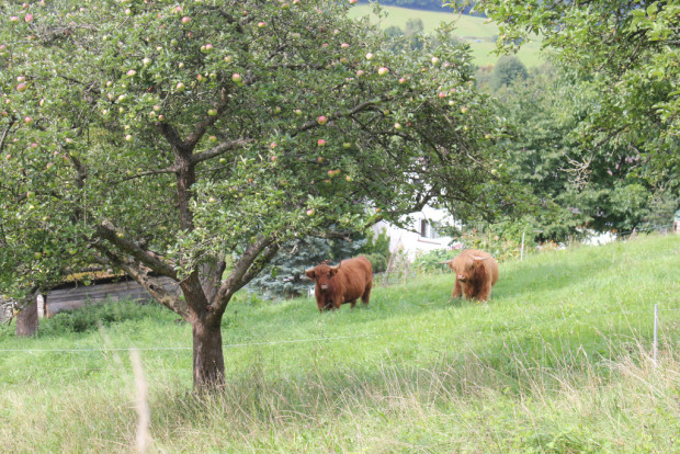 Schottische Hochlandrinder unter Apfelbaum in Dudenrode(c)Claudia Krabbes