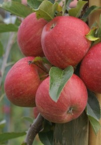 Rote Äpfel (c) Andrea Imhäuser
