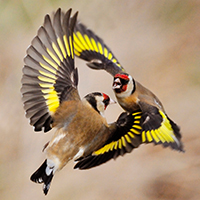 Goldfinches Carduelis carduelis, squabbling near seed feeder in garden, Berwickshire, Scotland, April