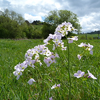 Naturpark Habichtswald 2015 AHartmann BlumenBlickHelfensteine Orchideen und Frühlingskräuter am Weg zum Hohlestein