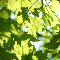 Naturpark Habichtswald 2015 Pixabay Ahornblätter Von Bäumen und Blättern