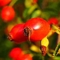 Naturpark Habichtswald 2015 Pixabay Hagebutte Zeit der Wilden Früchte