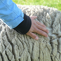 Naturpark Habichtswald 2015 Pixabay Wolle Wolle   viel mehr, als nur das Kleid vom Schaf