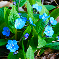 Naturpark Habichtswald_2017_ALudolph_Frühlingsblumen Blau