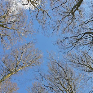 Naturpark Habichtswald Ludwig Karner Bäume im Winter e1547544031802 Windenergieanlagen – Auswirkungen auf das Ökosystem Wald?