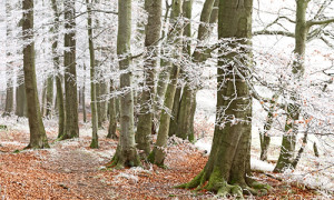 Naturpark Habichtswald_Ludwig Karner_Wald mit Schnee