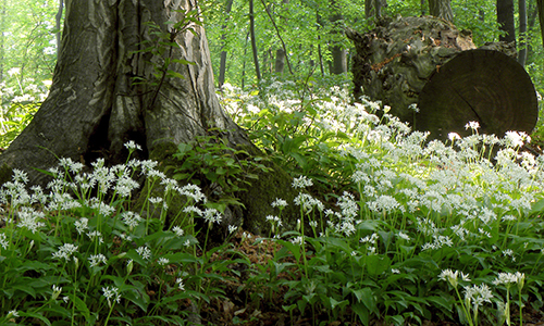 Pankow bärlauch volkspark botanischer Wild Garlic/Bärlauch