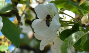 Biene Apfelblüte