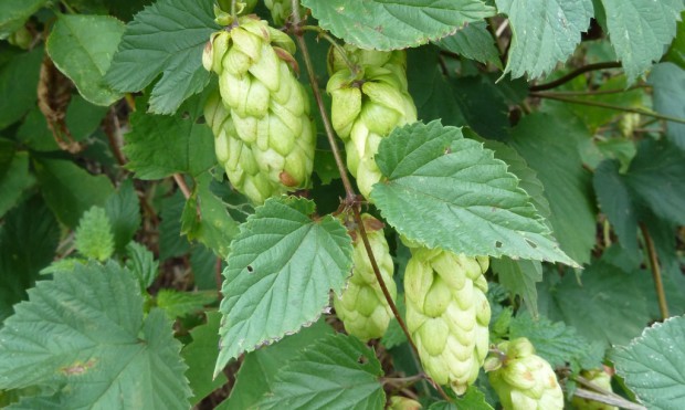 Hopfen