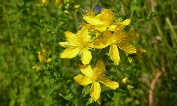 Johanniskraut (c) Naturpark Hirschwald