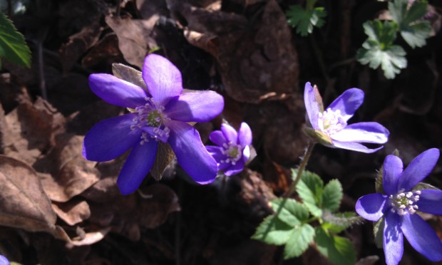 Leberblümchen (c) Naturpark Hirschwald