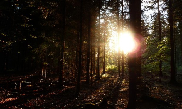 Märchenwanderung durch den Hirschwald Naturpark Hirschwald