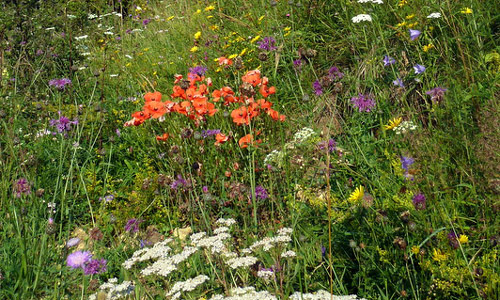 Blühende Kräuter im Naturpark Hirschwald