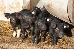 Anglersattelschweine (Foto S. Koschinski)