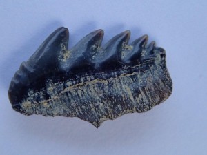 Fossiler Haifischzahn, Foto S. Fuhrmann