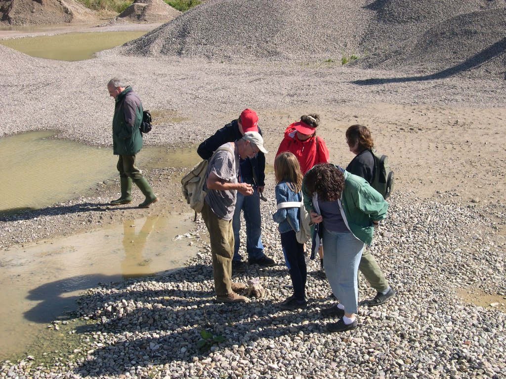 Fossilien sammeln Foto NHS Fossilien sammeln Foto NHS Kiesgrubenschätze Fossilien sammeln bei Malente
