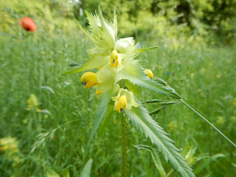 Ölmühle Obstwiese 08.06.20 IV Ölmühle Obstwiese 08.06.20 IV Es blüht im Naturpark Holsteinische Schweiz!