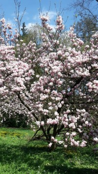 12 Mai 2019 Fruhling Lasst Sein Blaues Band Literarischer Spaziergang Mit Dem Leseduo Wilder Mohn Naturpark Munden
