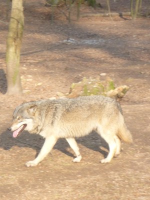 Wolf (c) Sibylle Susat