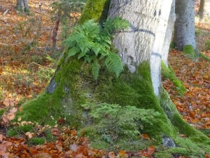 Baum-im-Naturpark-Münden-Wald-mit-allen-Sinnen-c-Sibylle-Susat.jpg