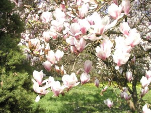 Magnolienblüte im Forstbotanischen Garten (c) G. Knauf-Golde